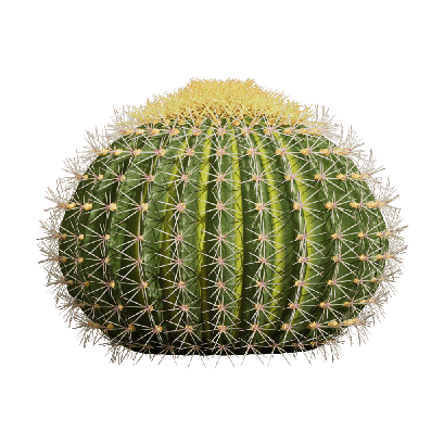 Xerophytes Echinocactus grusonii 03