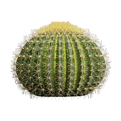 Echinocactus grusonii 03 3d model