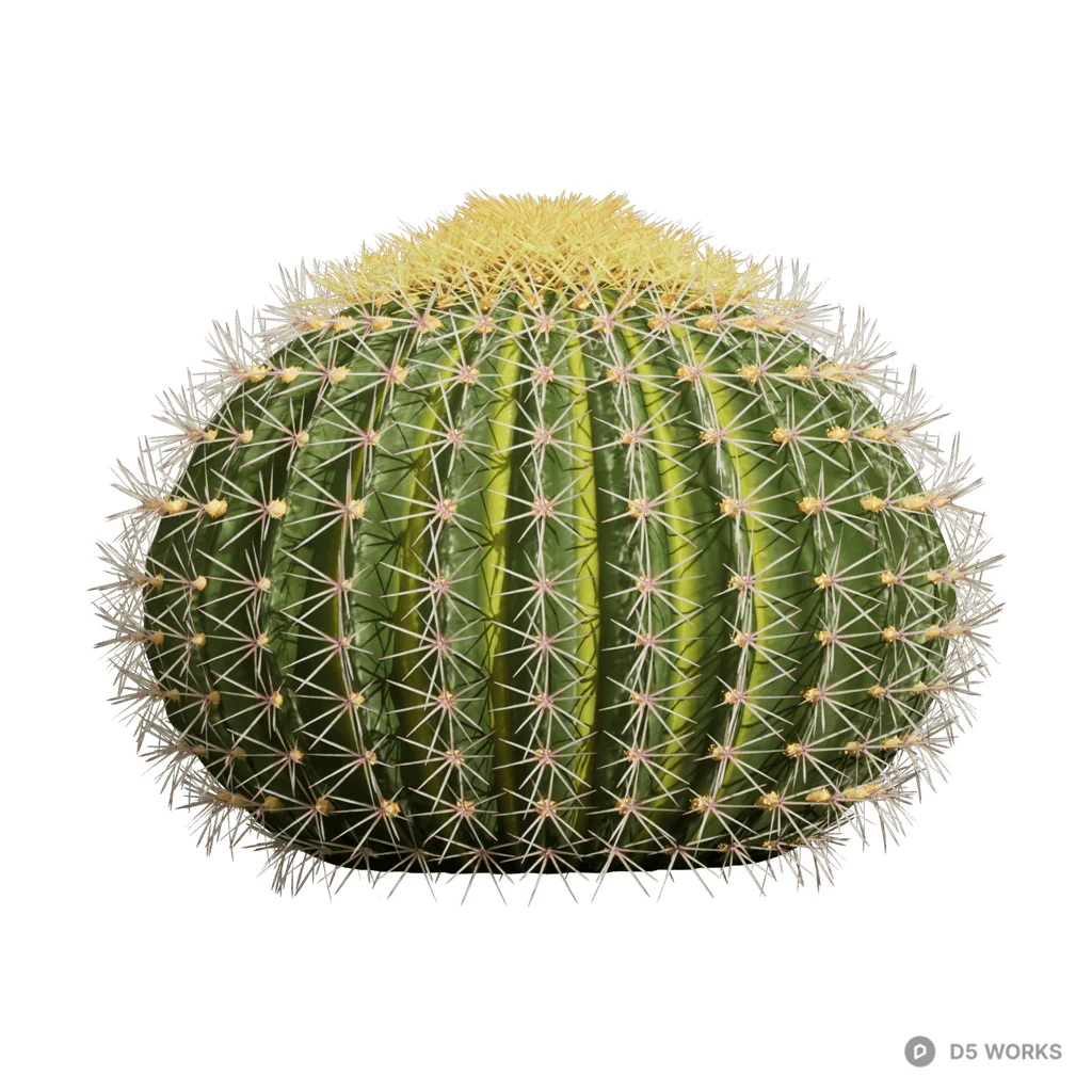 Echinocactus grusonii 03 3d model - Image 1