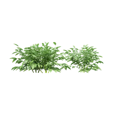 Solanum tuberosum 02