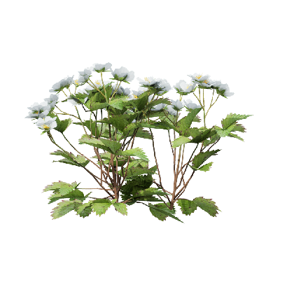Crops Fragaria 05