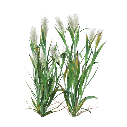 Crops Hordeum 04