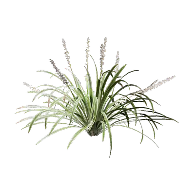 Ophiopogon jaburan vittatus 01