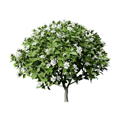 Gardenia jasminoides Ellis 02 3d model