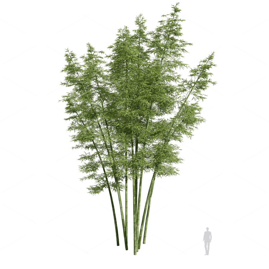 Other Botanicals 3D Models