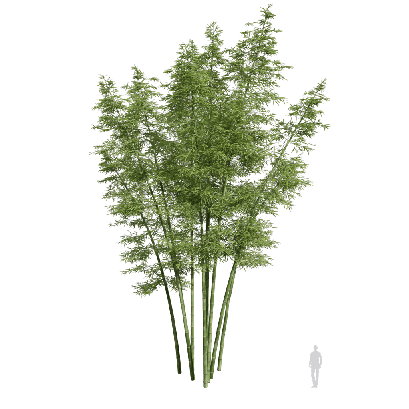Bamboo Bambusoideae 20