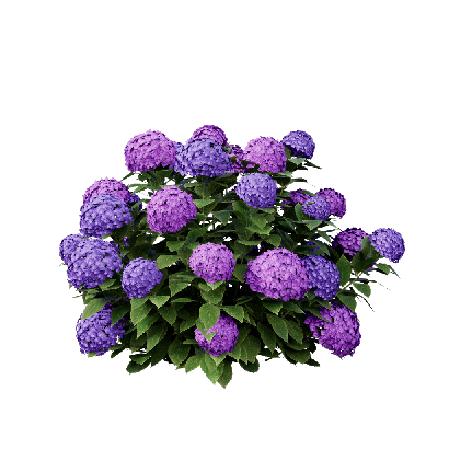 Shrub Hydrangea macrophylla 05