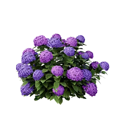 Hydrangea macrophylla 05