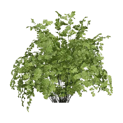Adiantum capillus veneris 02