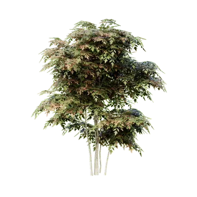 Nandina domestica 04