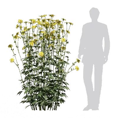 Rudbeckia laciniata Herbstsonne 03 3d model