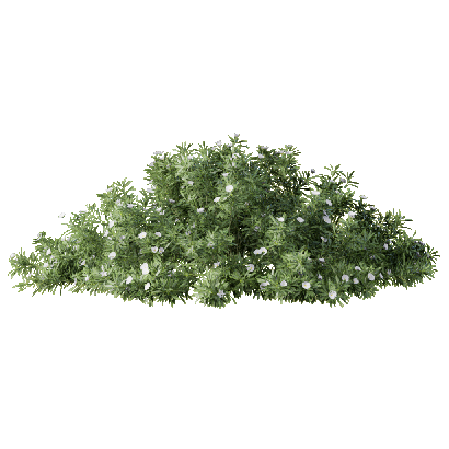 Grass Convolvulus cneorum 06
