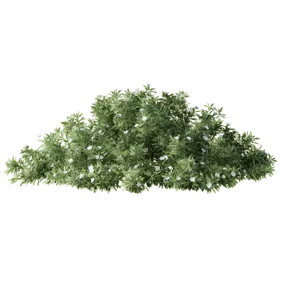 Convolvulus cneorum 06