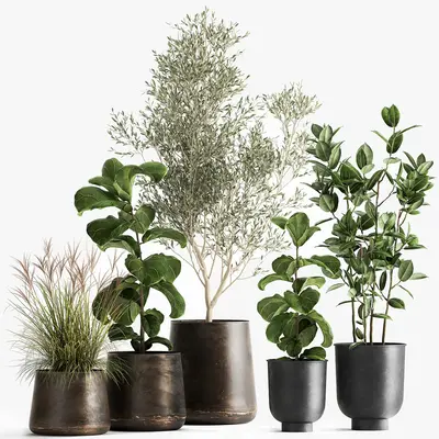 Minimalist Potted Plants Set 3d model