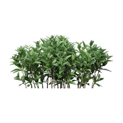 Buxus megistophylla single series
