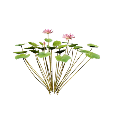 Nymphaea Violet 03