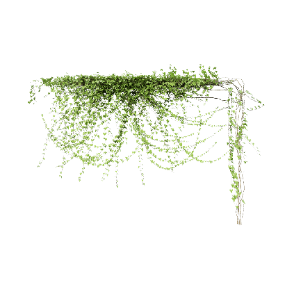 Climbing Plants Cissus sicyoides 02