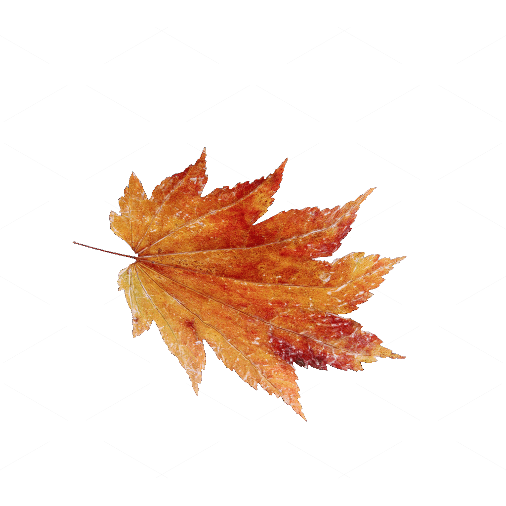 Other Botanicals 3D Models