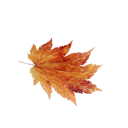 Other Plants Maple Leaf 30 
