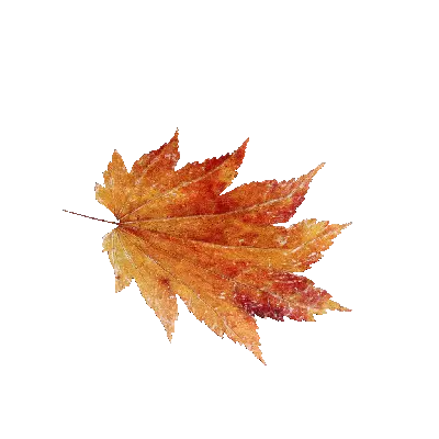Maple Leaf 30 3d model