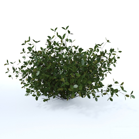 Modern Shrub