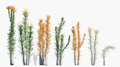 Needle Leaf Tree Collection 3d model