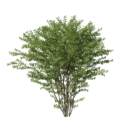 Shrub Lonicera maacki  01