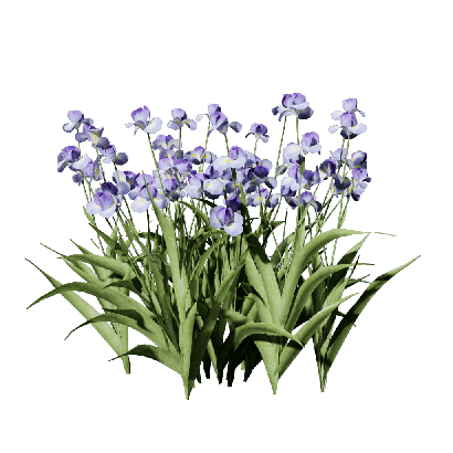 Grass Iris-tectorum 05