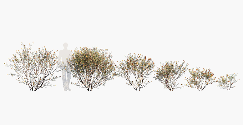 Modern Shrub