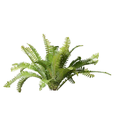 Nephrolepis exaltata 02