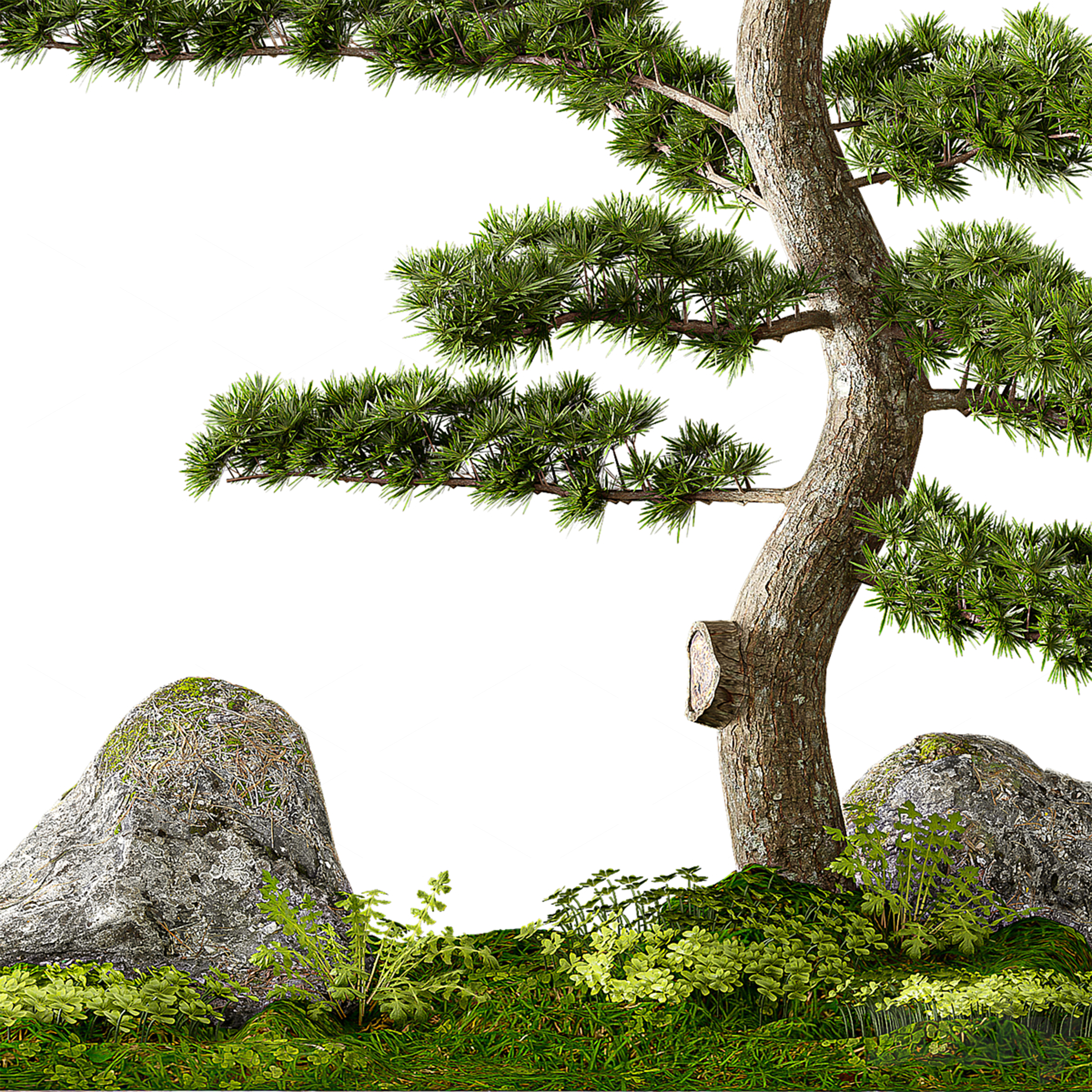 Trees 3D Models 2