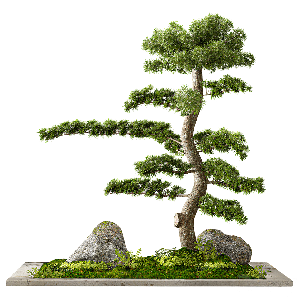Modern Coniferous Tree