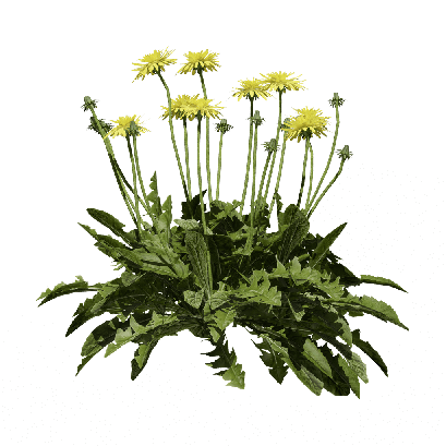 Grass Taraxacum officinale 03