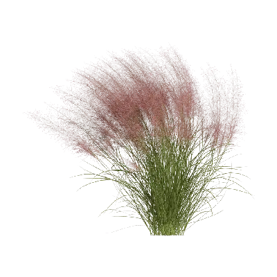 Muhlenbergia capillaris 14