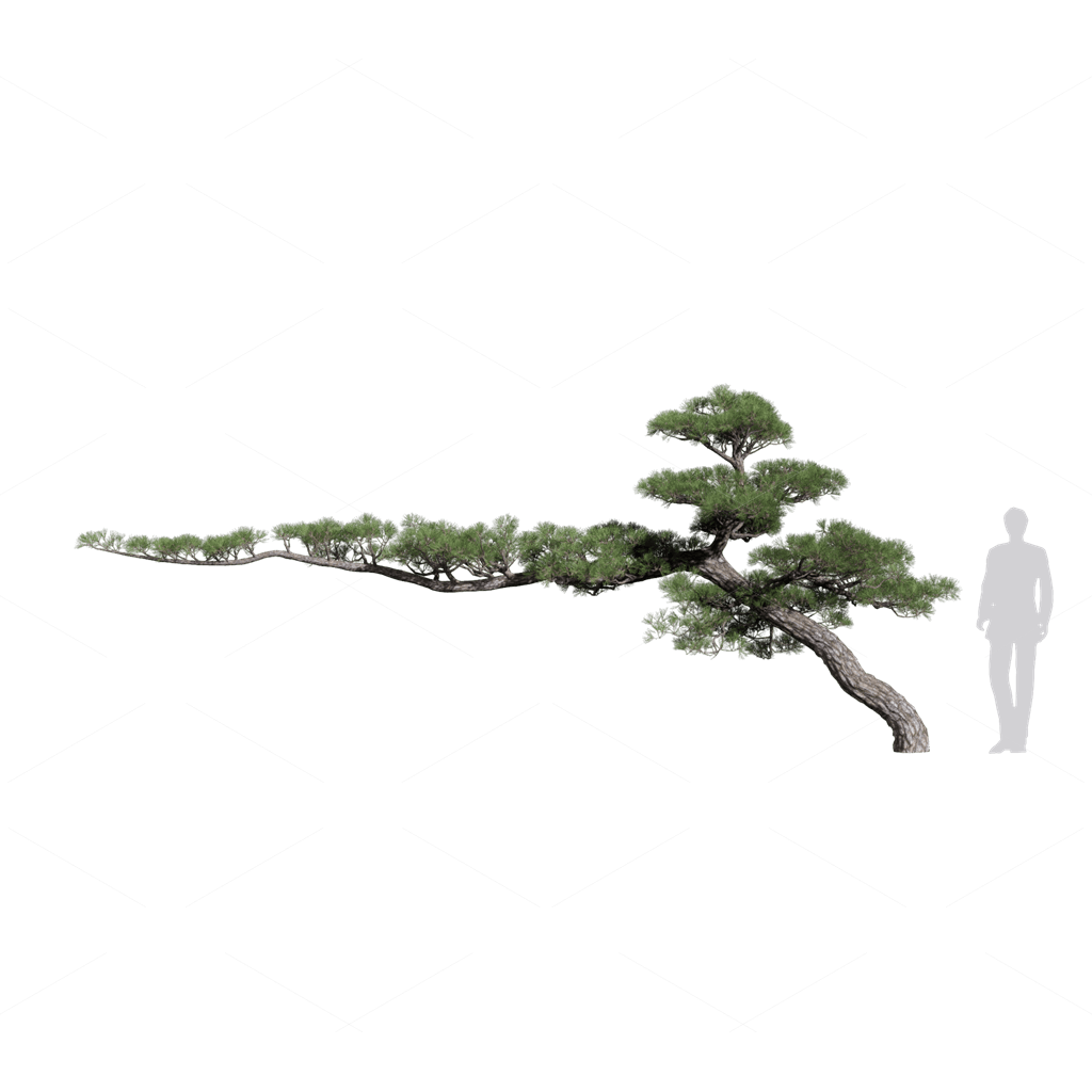 Trees 3D Models