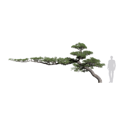 Coniferous Tree Pinus thunbergii 16