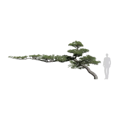 Pinus thunbergii 16 3d model