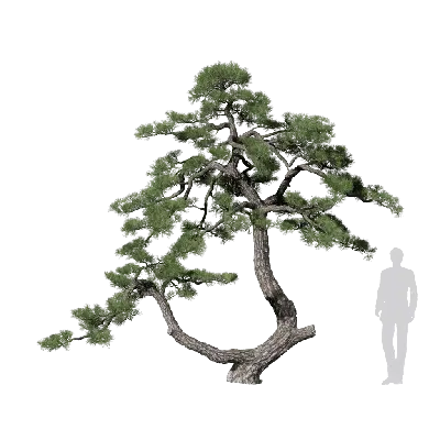 Pinus thunbergii 04 3d model