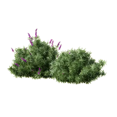 Mexican Bush Sage 06 3d model