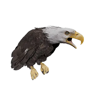 BaldEagle Calling 3d model