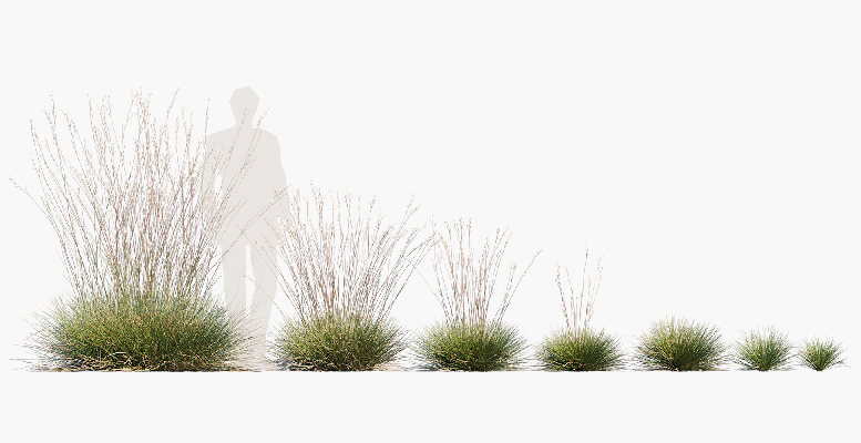Modern Grass