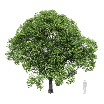 Cinnamomum camphora 01 3d model