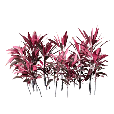 Cordyline rubra 05