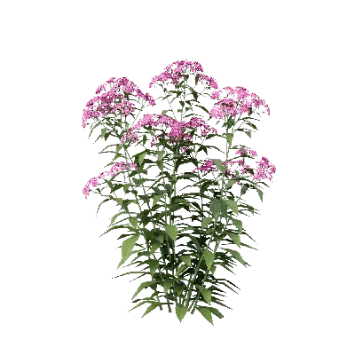 Spiraea japonica 04