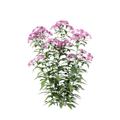 Spiraea japonica 04