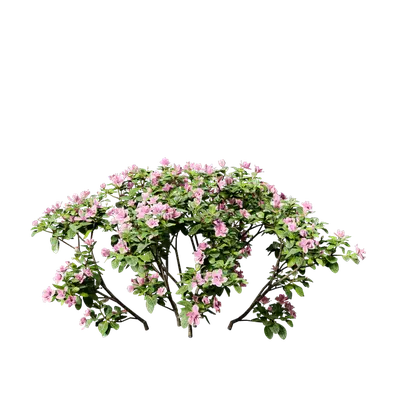 Rhododendron hybridum 06