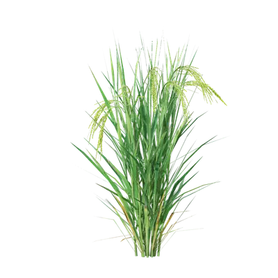 Oryza sativa 08