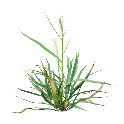 Crops Triticum 02