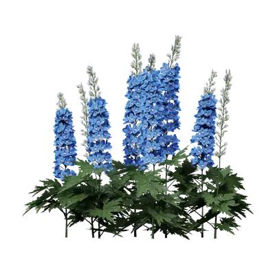 Delphinium grandiflorum 02