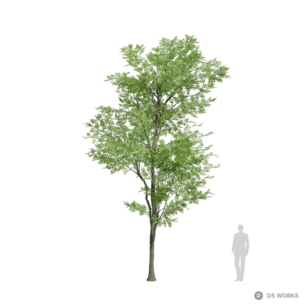 Ash tree 04 3d model - Image 1